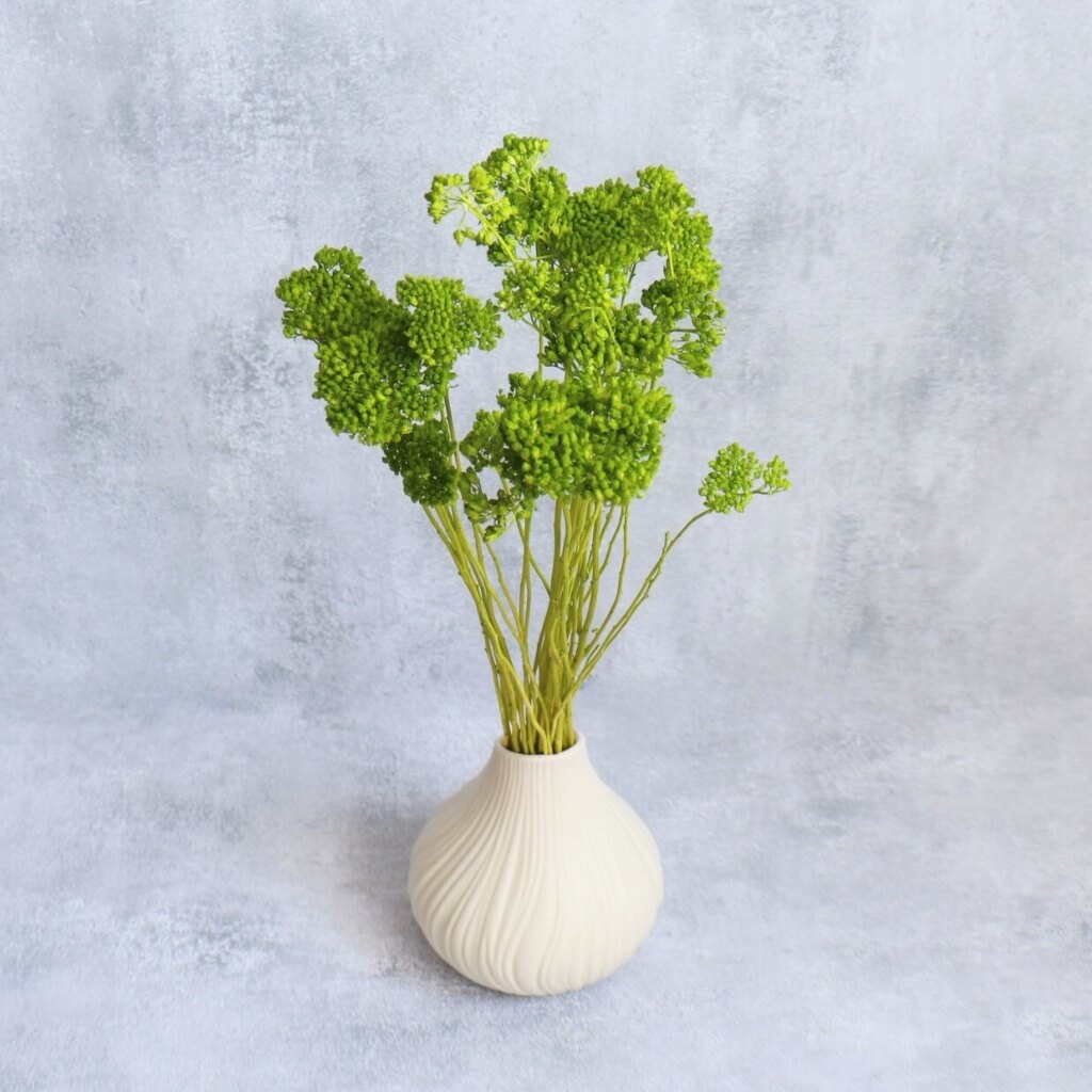 Sušená Achillea - zelená